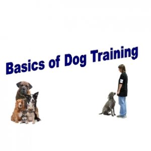 Basics Of Dog Training